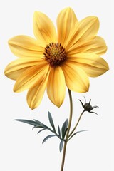 Aufkleber - Close up of a yellow flower on a stem. Suitable for botanical designs