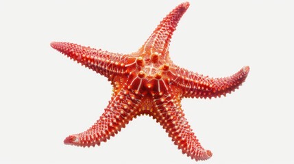 Poster - Close up of a starfish on a plain white background, suitable for various design projects