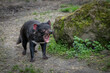 Paris, France - 04 06 2024: The menagerie, the zoo of the plant garden. View of a Tasmanian devil in a park.