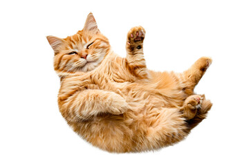 Wall Mural - British cat lying isolated on white