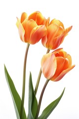 Poster - Three vibrant orange tulips in a simple vase, perfect for adding a pop of color to any space