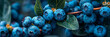 Fresh Blueberries on the Bush in Vibrant Natural Setting