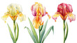 Iris flower set watercolor. Spring blossom flower hand drawn botanical illustration, delicate plant for poster, postcard
