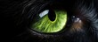 Close up of a striking green feline eye