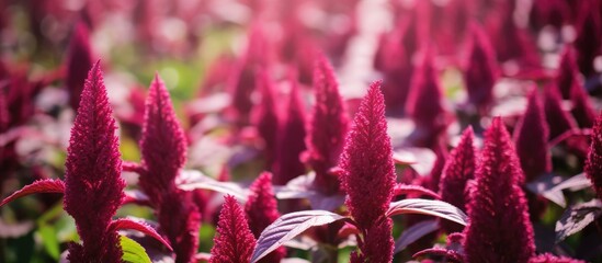 Poster - Field of crimson blooms with lush foliage
