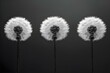 Monochrome Dandelion Trio - Elegance in Simplicity. Concept Monochrome Photography, Dandelion Trio, Elegance, Simplicity