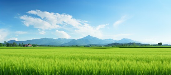 Poster - Green grass field with distant mountains