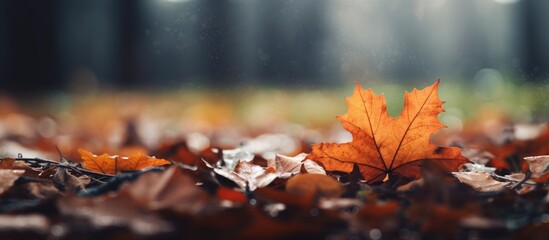 Sticker - Autumn leaves scattered on the ground in the sunlight