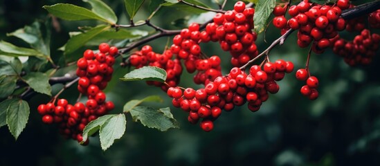 Aufkleber - Berries clustered on tree close-up
