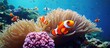 Family of clownfish in vibrant coral reef