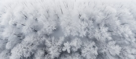 Aufkleber - Snow-covered forest seen from above in winter