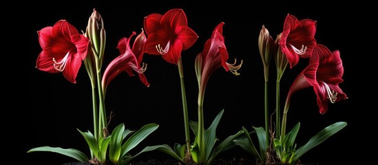Aufkleber - Red flowers in black pot with green leaves