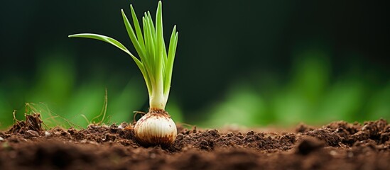 Poster - Organically grown green onion in rich soil with bits of eggshells