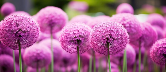 Sticker - Purple flowers bloom in a meadow surrounded by lush greenery