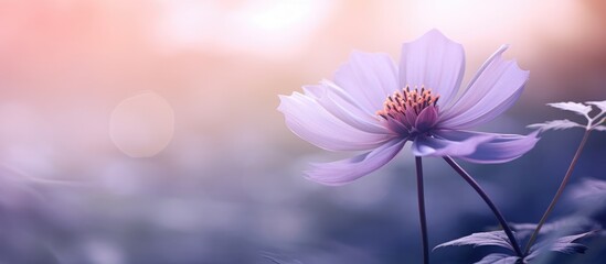 Poster - Vibrant purple flower blooms among soft green leaves