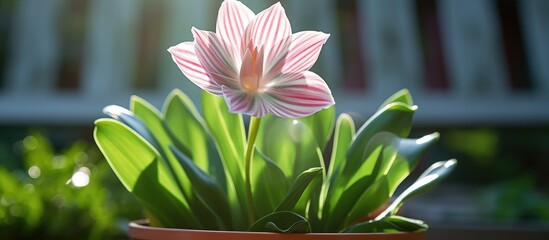 Aufkleber - Pink flower pot on table