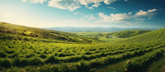 Poster - Green plant field under a vast sky