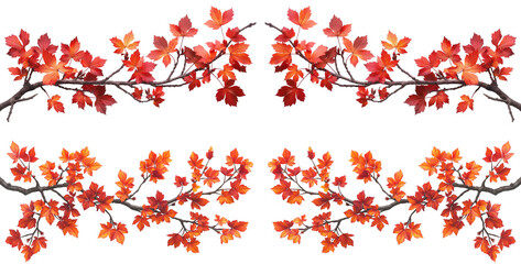 Poster - set of branches of a maple tree with red and orange leaves isolated cutout png on transparent or whi