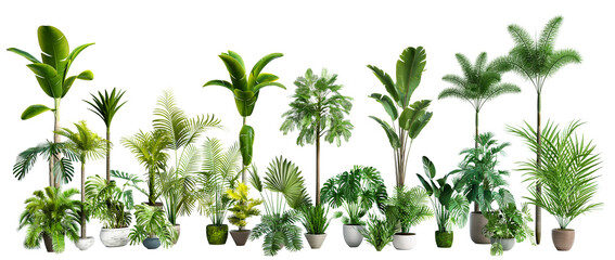 Poster - Set of various plants cutout png isolated on transparent background. 3D render. 3D illustration