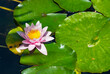 A closeup view of a beautiful Nymphaea Hollandia Water Lily surrounded by green leaves