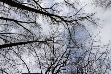 maple trees without foliage in the winter season in the forest