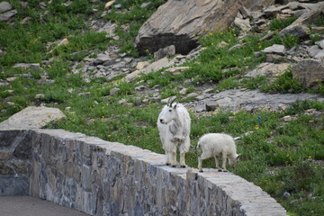 Wildlife, Forests, Mountains, and Landscapes in the northern USA