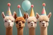 All the alpacas. In the photo, four funny and fluffy alpacas in colorful birthday hats 