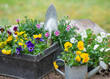 pretty and colorful spring flowers of carnation and violas in a decorative metal flowerpots in garden
