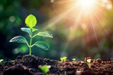 Fototapeta  - radiant sunbeams nurturing lush green seedling symbolizing growth and new beginnings digital illustration