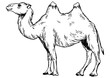 Camel engraving PNG illustration. Scratch board style imitation. Black and white hand drawn image.