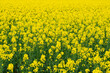field of yellow flowers,Ripe rapeseed field, background with yellow rapeseed blossoms, rapeseed flower for oil