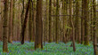 Hyacinth growing in the forest, carpet of hyacinths in the forest in Belgium, hallebos in Belgium, purple flowers 