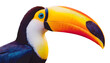 Toucan beak bold and colorful close up, isolated on a white backdrop.