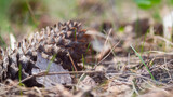 Fototapeta Tęcza - fir cones on the ground, nature in the forest