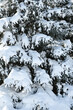 Heavy Snow on Evergreen Tree