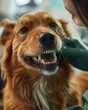 In a brightly lit veterinary clinic, a vet carefully cleans a dog's teeth, the dog patiently sitting