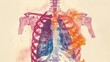 An Xray image of the human chest showing the bony structures and the silhouette of the lungs and heart,watercolor illustation