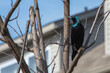 Grackle on a spring tree under the window
