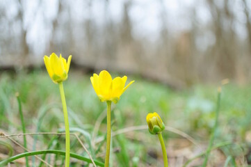 Poster - Yellow wildflowers. Beauty is in nature.