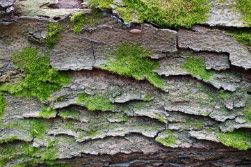 Wall Mural - The bark of the tree is covered with moss. The background image.