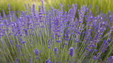 Fototapeta Lawenda - Zbliżenie na niebieskie kwiaty lawendy