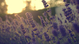Fototapeta Lawenda - Zbliżenie na niebieskie kwiaty lawendy
