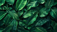 Tropical Background With Monstera Leaves. Realistic Illustration, Generative AI