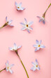 Flowers composition. Spring blue flowers on pink background. Vertical photo