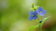 Zbliżenie na niebieski wiosenny kwiat