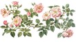 Vintage artwork featuring several types of roses