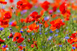 Red poppy wildflowers blowing in summer meadow. Sunshine on vibrant silky petals. Dublin, Ireland
