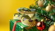 A snake is coiled around a Christmas tree branch, next to festive decorations