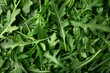 Top view of fresh arugula green leaves used as a salad vegetable and garnish