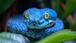   A blue snake with yellow eyes atop a verdant plant The greenery consists of leafy foliage in the background